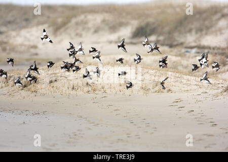 Snow bunting (Plectrophenax nivalis), flying gregge sulla spiaggia, Paesi Bassi, Terschelling Foto Stock