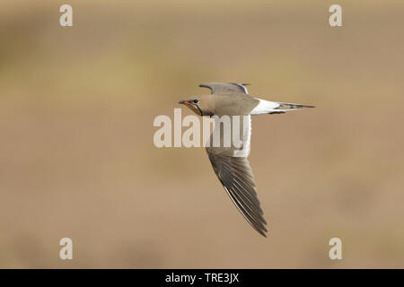 Pernice di mare (Glareola pratincola), in volo, Gambia Foto Stock