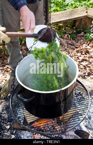 Zuppa di erbe fuochi, Germania Foto Stock