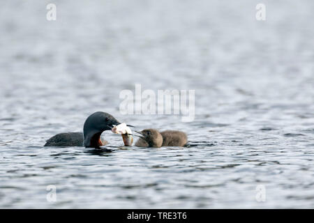 Rosso-throated diver (Gavia stellata), uccello adulto pulcino di alimentazione con un pesce, Islanda Foto Stock