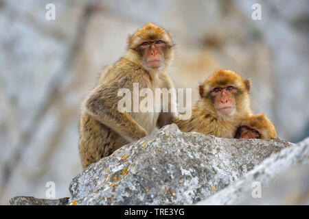 Barberia ape, barbary macaque (Macaca sylvanus), tre macachi seduti insieme su una roccia, Regno Unito, Inghilterra, Gibilterra Foto Stock