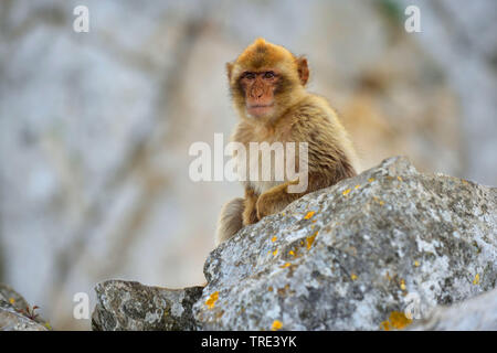 Barberia ape, barbary macaque (Macaca sylvanus), seduta su una roccia, mezza lunghezza ritratto, Regno Unito, Inghilterra, Gibilterra Foto Stock