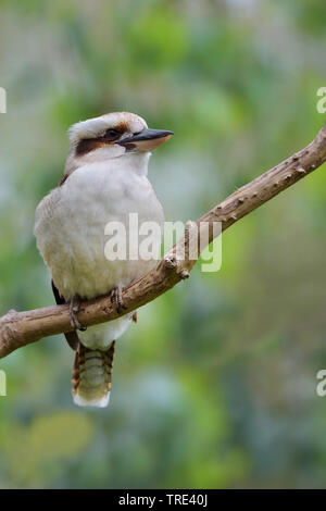 Ridendo kookaburra (Dacelo novaeguineae), seduto su un ramo, in Germania, in Renania settentrionale-Vestfalia Foto Stock