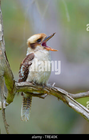 Ridendo kookaburra (Dacelo novaeguineae), ridendo, in Germania, in Renania settentrionale-Vestfalia Foto Stock