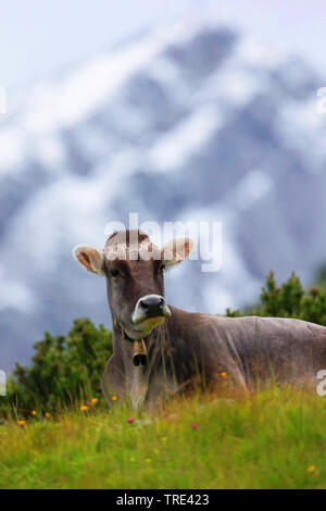 Gli animali domestici della specie bovina (Bos primigenius f. taurus), Allgaeu bovini su un pascolo alpino, alpi in background, in Germania, in Baviera Foto Stock