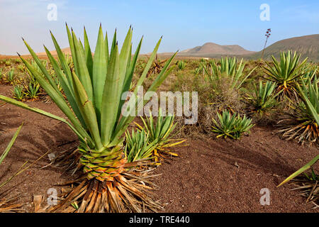 Sisal canapa (agave sisalana), sisal plantagtion, Isole Canarie Fuerteventura Foto Stock