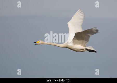 Whooper swan (Cygnus Cygnus), in volo, Paesi Bassi, Terschelling Foto Stock