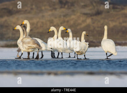 Whooper swan (Cygnus Cygnus), gruppo sul lago ghiacciato, Paesi Bassi, Terschelling Foto Stock