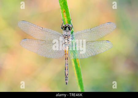 Sympetrum nero, nero darter (Sympetrum danae), femmina, in Germania, in Baviera Foto Stock