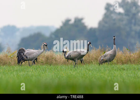 Comune, Gru Gru eurasiatica (grus grus), gruppo del mangime in un campo di raccolta, Germania, Meclemburgo-Pomerania Occidentale Foto Stock