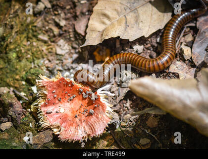 Millepiedi mangiare selvatico a fungo sul suolo della foresta natura Foto Stock