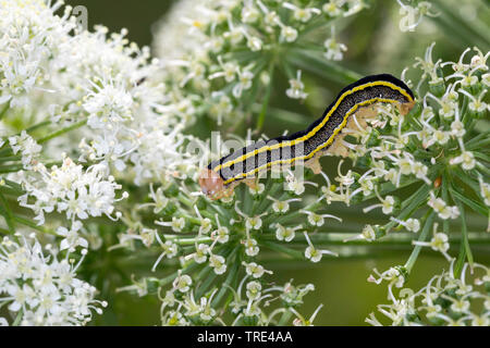 Ginestra tarma (Melanchra pisi, Ceramica pisi), Caterpillar alimentazione su Angelica, Islanda Foto Stock