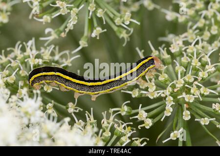 Ginestra tarma (Melanchra pisi, Ceramica pisi), Caterpillar alimentazione su Angelica, Islanda Foto Stock
