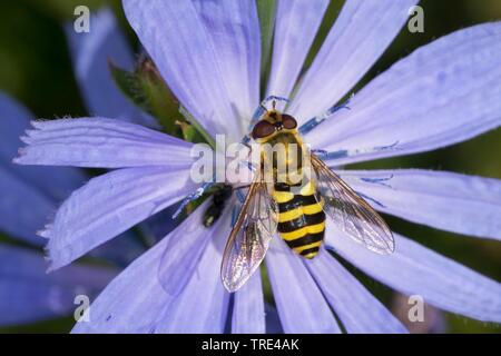 Ribes volare Hover, comune Hoverfly nastrati (Syrphus spec.), femmina, Germania Foto Stock