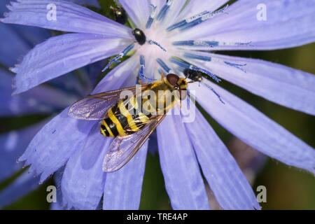 Ribes volare Hover, comune Hoverfly nastrati (Syrphus spec.), femmina, Germania Foto Stock