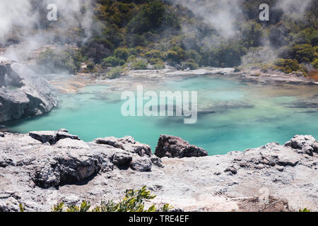 Vista di un lago vulcanico a Vulcanica Waimangu Rift Valley in Nuova Zelanda, Nuova Zelanda, Isola Settentrionale, Waimangu Foto Stock