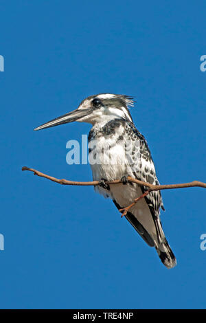 Minor pied kingfisher (Ceryle rudis), seduto su un ramo, Botswana, Okawango Delta Foto Stock