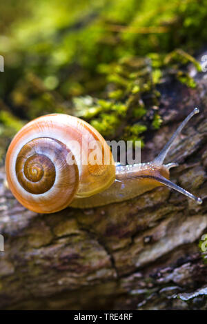 Bianco-labbro gardensnail, bianco-lumaca a labbro, giardino lumaca, minore lumaca nastrati (Cepaea nemoralis), si muove su un gambo di albero, Germania Foto Stock