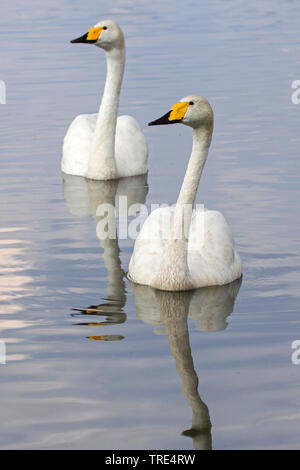 Whooper swan (Cygnus Cygnus), due nuoto whooper cigni, Germania Foto Stock