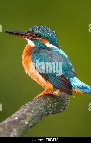 Fiume kingfisher (Alcedo atthis), femmina, Germania Foto Stock