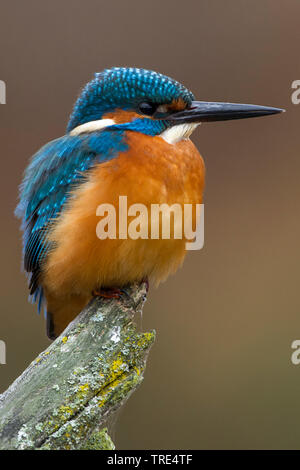 Fiume kingfisher (Alcedo atthis), maschio, Germania Foto Stock