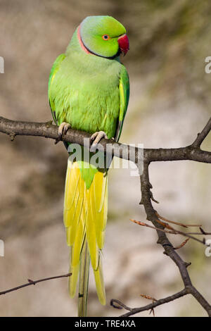 Rose-inanellati parrocchetto (Psittacula krameri), maschio, Germania Foto Stock