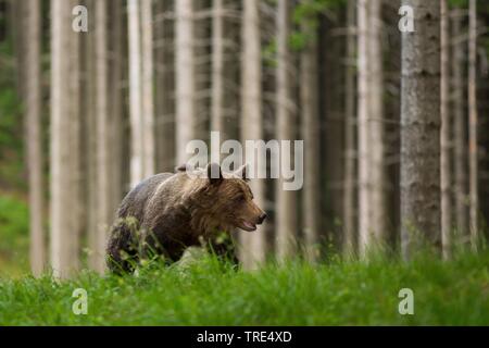 L'orso bruno (Ursus arctos), nella foresta, Repubblica Ceca Foto Stock