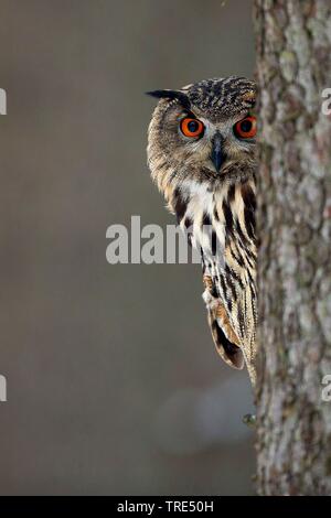 Nord del gufo reale (Bubo bubo), il peering dietro ad un albero, vista frontale, Repubblica Ceca Foto Stock