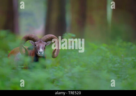 Muflone (Ovis musimon, Ovis gmelini musimon, Ovis orientalis musimon), nella foresta, in Germania, in Baviera Foto Stock