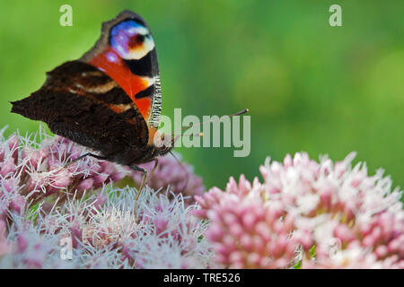 Farfalla Pavone, Europeo Peacock (Inachis io, Nymphalis io, Aglais io), vista dall'alto, Germania Foto Stock