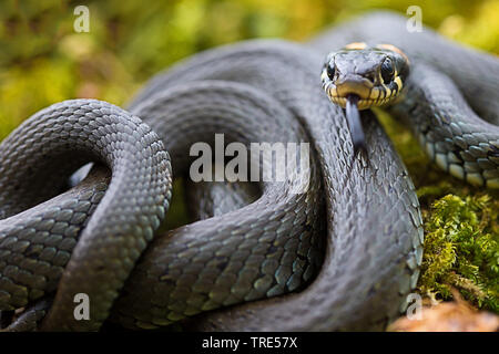 Biscia dal collare (Natrix natrix), avvolto a spirale, in Germania, in Baviera Foto Stock