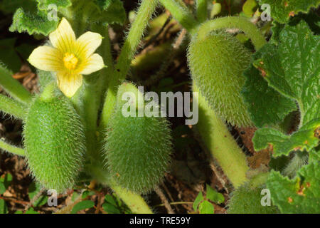 Schizzo cetriolo, Wild Squirting Cetrioli (Ecballium elaterium), con fiori e frutti Foto Stock