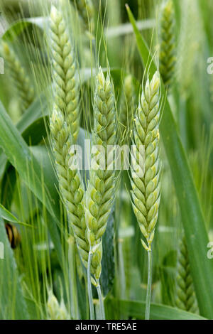 Coltivate Emmer (Triticum turgidum ssp. dicoccon, Triticum dicoccon), spike, Germania Foto Stock