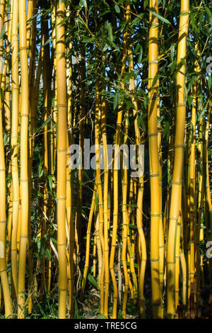 Piante di bambù in giardino, Paesi Bassi Foto Stock