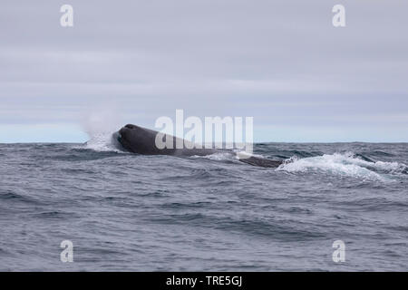 Capodoglio, grande capodoglio, spermacet balena, cachalot (Physeter macrocephalus, Physeter catodon), in corrispondenza della superficie, Islanda Foto Stock