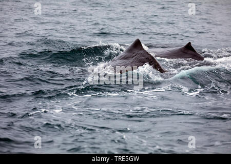 Capodoglio, grande capodoglio, spermacet balena, cachalot (Physeter macrocephalus, Physeter catodon), in corrispondenza della superficie, Islanda Foto Stock