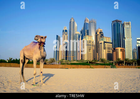 Cammello sulla spiaggia di Marina di Dubai, grattacieli di Dubai in background, Emirati Arabi Uniti Dubai Foto Stock