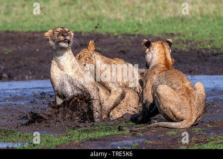 Lion (Panthera leo), lion cubs scuffling in un foro di fango, Kenia Masai Mara National Park Foto Stock