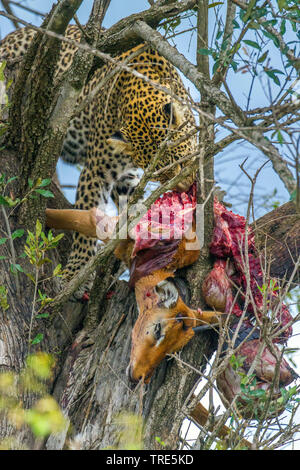 Leopard (Panthera pardus), con la preda in un albero, Kenia Masai Mara National Park Foto Stock