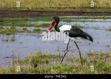 Sella-bill stork (Ephippiorhynchus senegalensis), rovistando in acque poco profonde, vista laterale, Kenia Masai Mara National Park Foto Stock