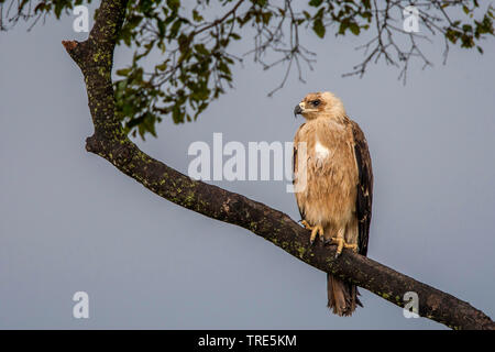 Bruno eagle (Aquila rapax), appollaiate su un ramo, Kenia Masai Mara National Park Foto Stock