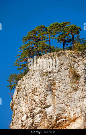 Ankenballen, alberi su tor, Svizzera Foto Stock