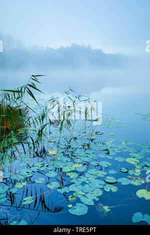 Lago Burgaeschisee nella nebbia, Svizzera, Solothurn Foto Stock