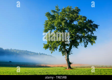 Oak nella nebbia mattutina, Svizzera Foto Stock