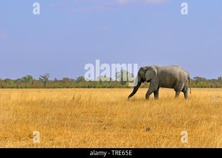 Elefante africano (Loxodonta africana), nella savana, Namibia Foto Stock