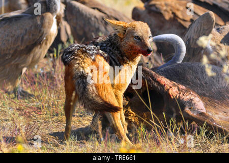 Nero-backed jackal (Canis mesomelas), alimenta il cadavere, Namibia Foto Stock