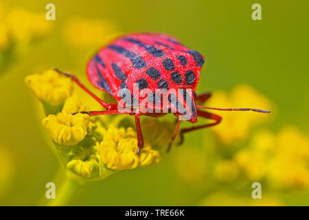 Bug (Graphosoma semipunctatum), su infiorescenza gialla, Turchia Foto Stock