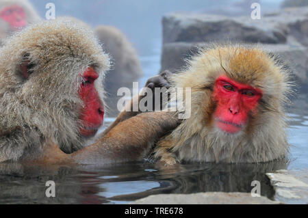 Macaque giapponese, neve di scimmia (Macaca fuscata), a cura di pellicce in una calda primavera, Giappone, Hokkaido Foto Stock