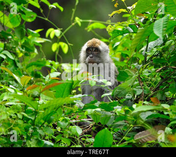 Macachi mangiatori di granchi, Java macaco macaco Longtailed (Macaca fascicularis, Macaca IRU), nel canneto, Indonesia, Borneo Foto Stock