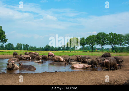 Suini domestici (Sus scrofa f. domestica), suini wallowing in uno stagno, Paesi Bassi Foto Stock